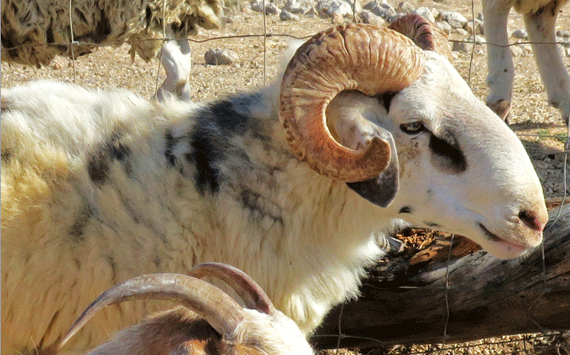 A ram with its horn
