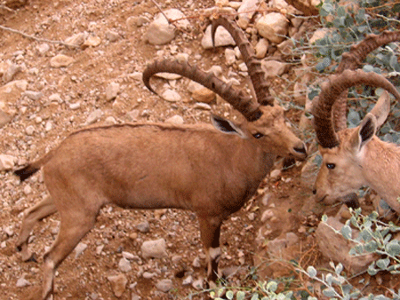 Nubian ibex at Ein Gedi