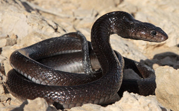 Black desert cobra mentioned in Isaiah 11