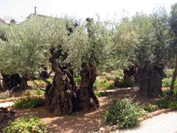 2,000-year-old olive trees