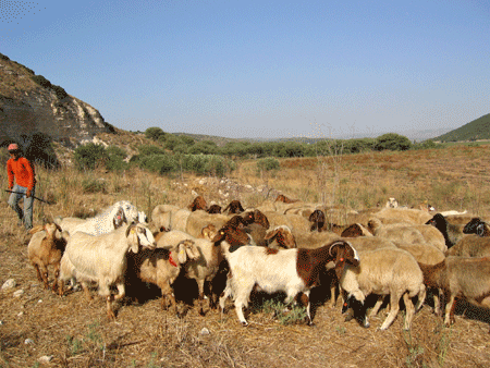 Shepherd tending his flock in the Elah Valley below Azekah