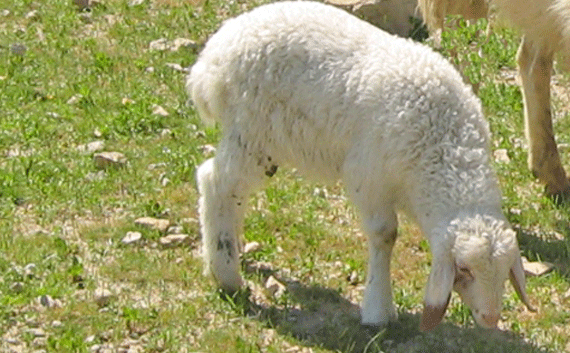 Ewe lamb in the wilderness of Judea