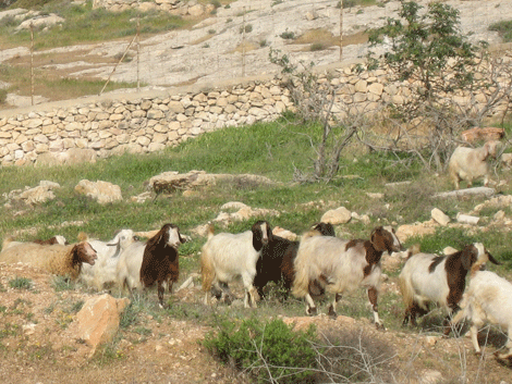 Sheep and goats grazing outside Bethlehem
