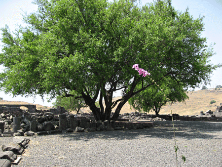 Old oak tree outside Chorazin synagogue