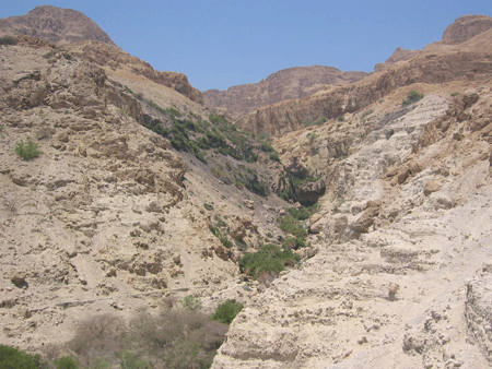 Oasis of En Gedi in the Judean Wilderness