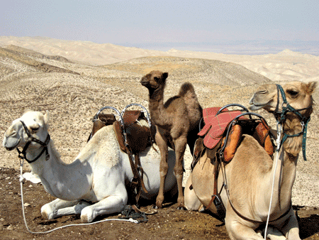 Camels waiting for riders in the Judean wilderness