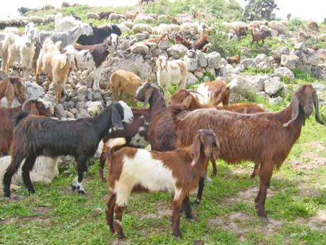 Goats grazing at biblical Gath