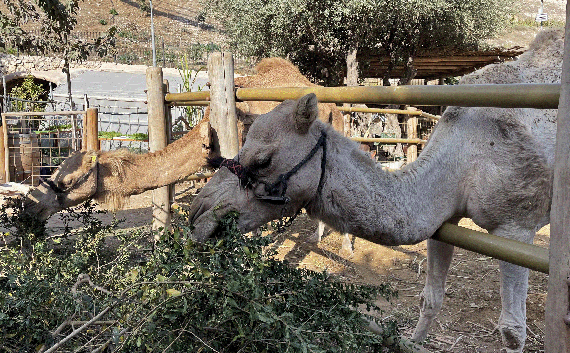 Camels munching pomegranate branches