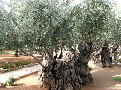 Ancient tree dripping with olives in the Garden of Gethsemane