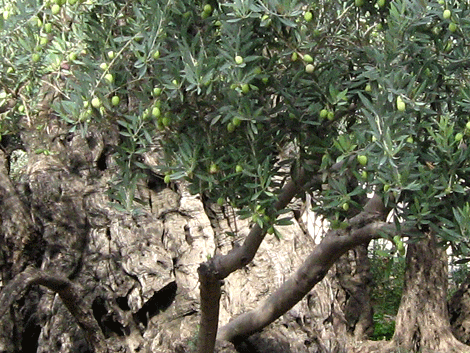 Close up of olives on new branches from the same ancient tree