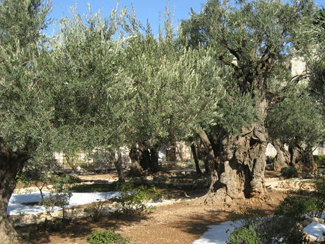 Gethsemane's sturdy old olive trees after heaviest snow since 1950!