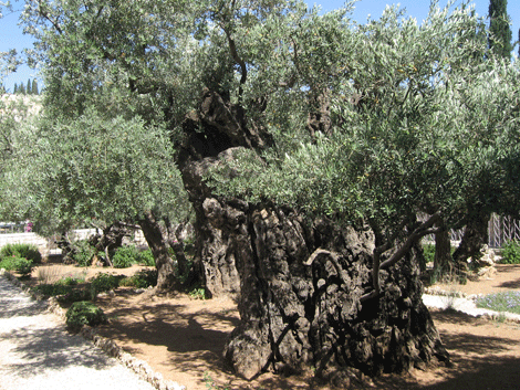 Magnificent two thousand year old olive tree in the Garden of Gethsemane