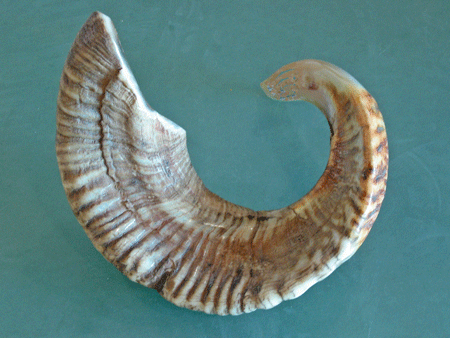 Shofar or ram's horn