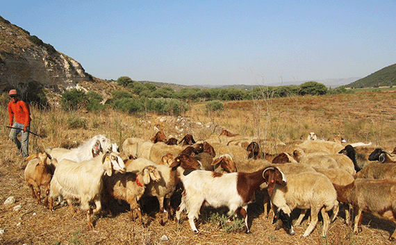 Scene at the Valley of Elah where the Israelites faced the Philistines