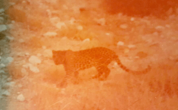 Leopard seen through the bus window stalking the Judean Wilderness highway