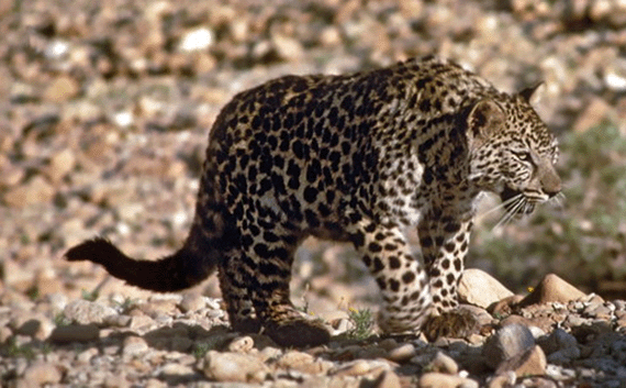 A leopard in the wilderness of Judea;