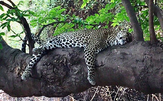 My only sighting of a leopard was in Africa, not in the Judean Wilderness