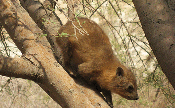 A coney, common in En Gedi at the time of David, was a yummy leopard snack