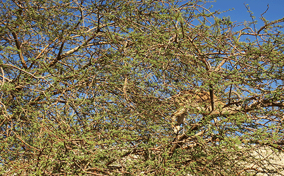 Another good hiding place for a leopard, in the acacia tree where the ibex is