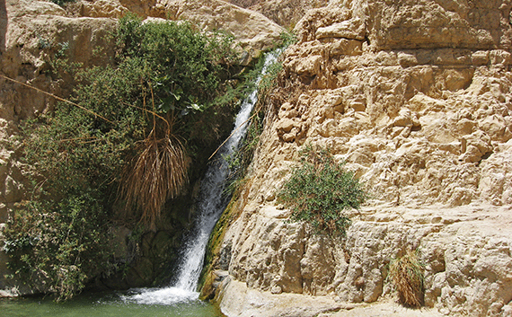 A good ambush place for a leopard at En Gedi could be to the left of the waterfall