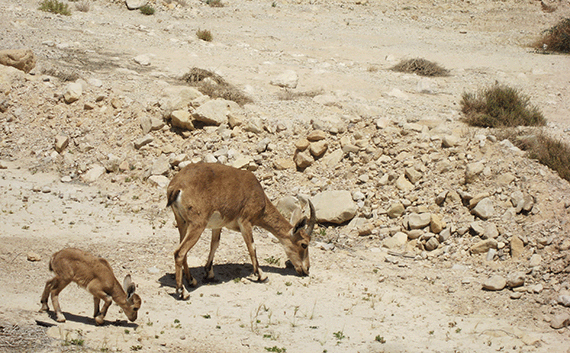 These ibex would be a hardy breakfast at En Gedi for Humbaba or her cubs