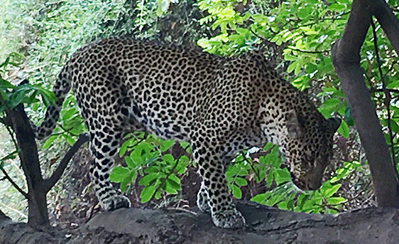 First and only leopard Gila has ever seen -- in Africa