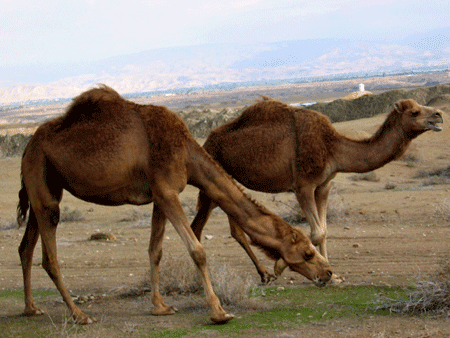 Camels grazing near the River Jordan