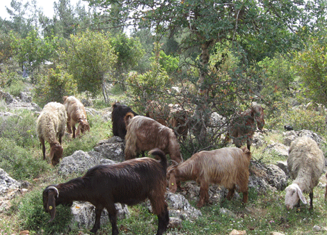 Goats grazing on the Nazareth Precipice