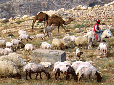 Shepherds' Fields by Bethlehem