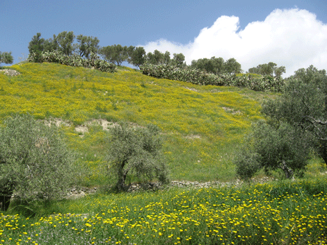 Samaria was the capital of the northern kingdom of Israel for 155 years