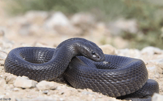 Egyptian cobra - Wikipedia