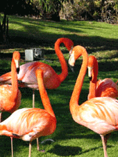 Flamingos at the Biblical Zoo
