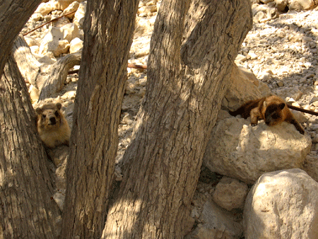 Coneys at Ein Gedi