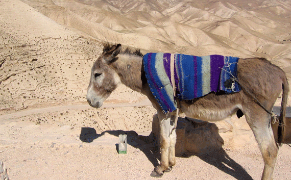 An alternate to hiking the old Jericho Road -- a holy land donkey!