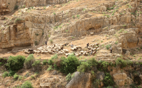 Sheep and goats grazing on the southern slopes of the Wadi Kelt