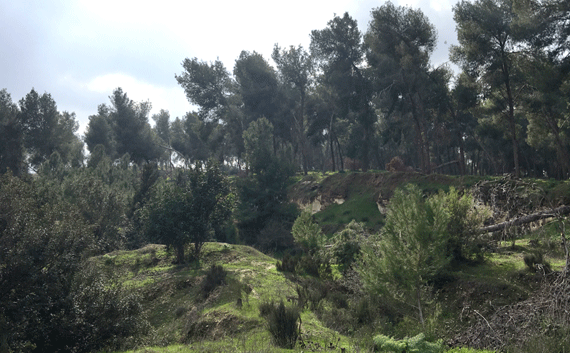 Khirbet a-Ra'i (probably Biblical Ziklag) is beyond the pine trees