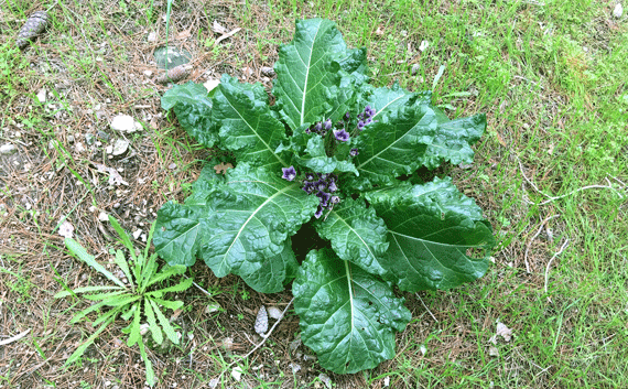 Mandrakes, known to increase fertility, were sought after by both Leah and Rachel